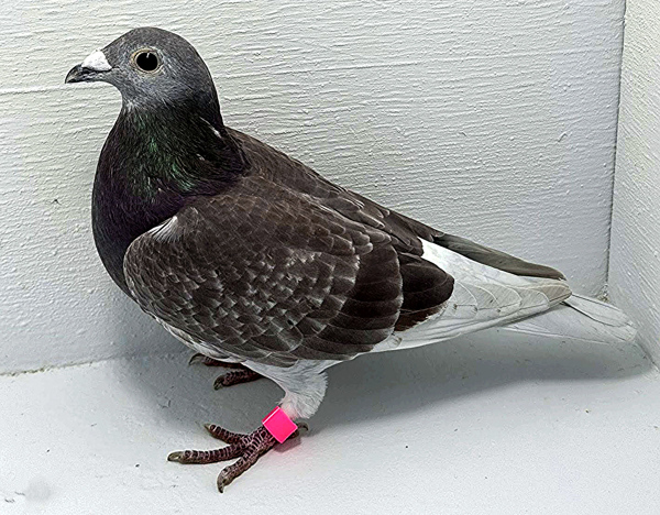 Band: AU 41447 AA 2025